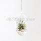 detail image4 Air Plants Tillandsia DIY Terrarium Kit " White Sand Beach " by Joinflower